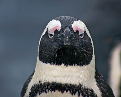 Penguin Portrait: Thousand Yard Stare