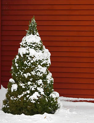 A nice little Christmas tree, decorated in snow